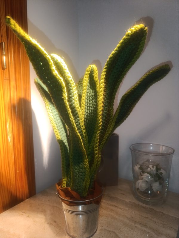 planta "lengua de suegra" - Imagen 3