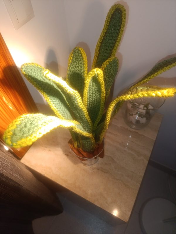planta "lengua de suegra" - Imagen 2